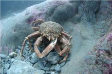 Spider Crab © Mike Deaton